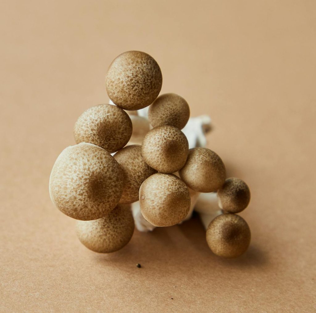 High angle of cluster of brown beech type of gourmet oyster mushroom growing in Asia placed on beige background