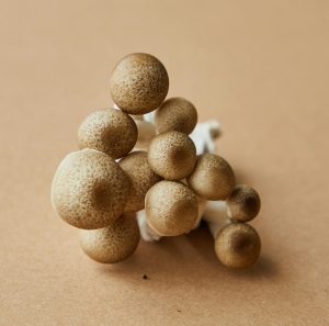 High angle of cluster of brown beech type of gourmet oyster mushroom growing in Asia placed on beige background
